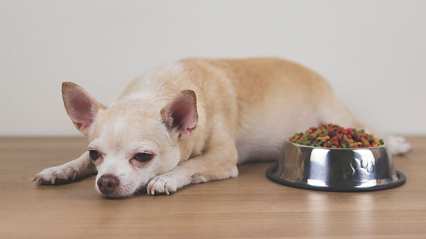 狗狗突然沒精神怎麼辦-11大病徵-不舒服姿勢及應對方法一覽